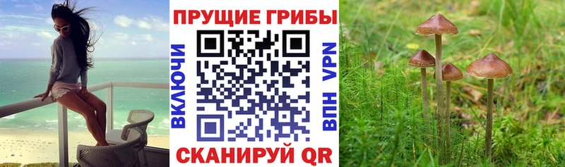 Купить закладки  Светлый  Псилоцибиновые грибы Cubensis 